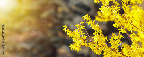 Принти на полотні Yellow Forsythia flowers on the bush