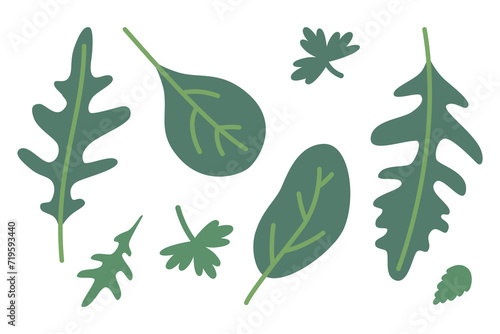 Arugula, spinach and parsley leaves, cartoon style. Trendy modern vector illustration isolated on white background, hand drawn, flat design