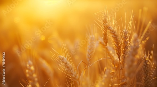 Sunset Glow over Wheat Field with Copyspace