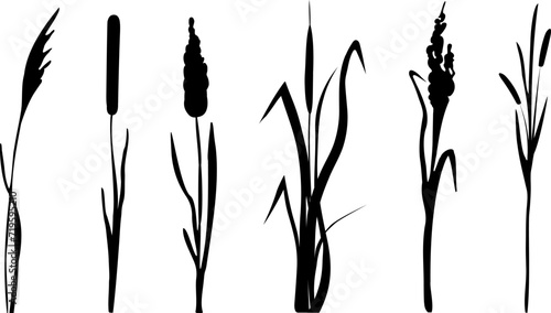 Image of a monochrome reed,grass or bulrush on a white background.Isolated vector drawing.Black grass graphic silhouette.