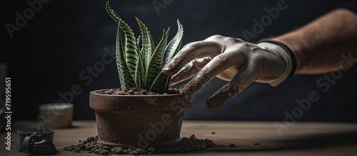 A florist girl in gloves on a table transplants a sansevieria futura superba flower at home. Sprinkle the flower in a pot with earth. photo
