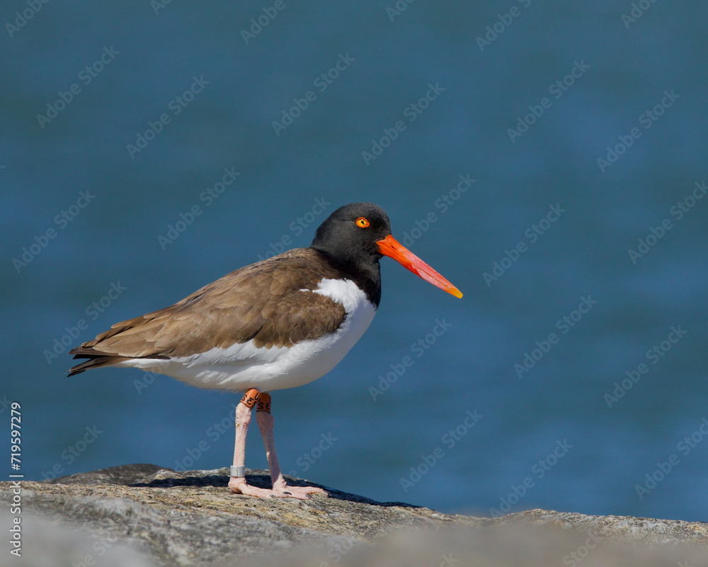 American Oystercatcher atop a rock on the Atlantic Coast of the United States American Oystercatcher atop a rock on the Atlantic Coast of the United States