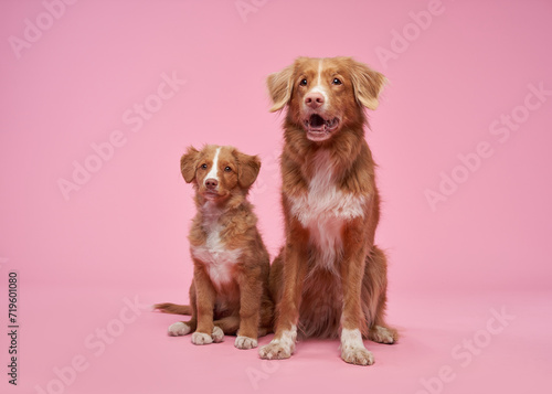 Two Nova Scotia Duck Tolling Retrievers sit together, pink background. A mature dog and its puppy counterpart share a moment in a sweet studio portrait © annaav