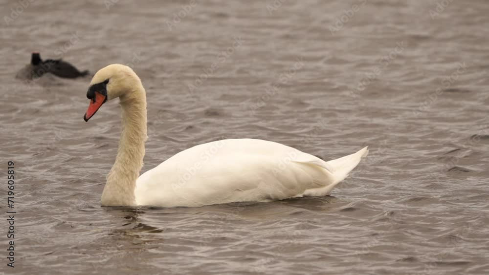 A male mute swan (Cygnus olor) swimming in a strong wind A male mute swan (Cygnus olor) swimming in a strong wind