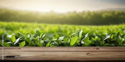 Tea plantation nature background with green leaves framing a wooden surface