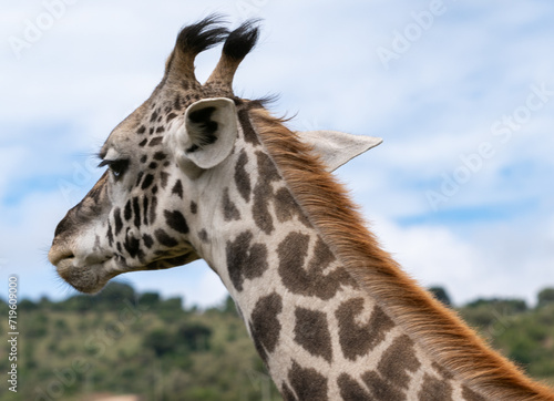 Giraffe in Kenya