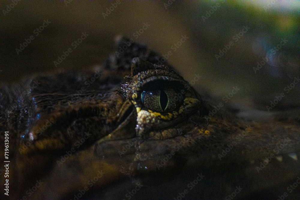 Crocodile eye. Alligator hunting in the river Crocodile eye. Alligator hunting in the river