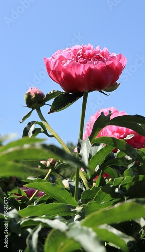 Close up pink peony flowers in garden. Floriculture collection.