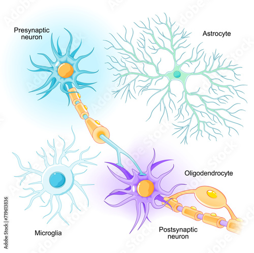 Neurons and glial cells