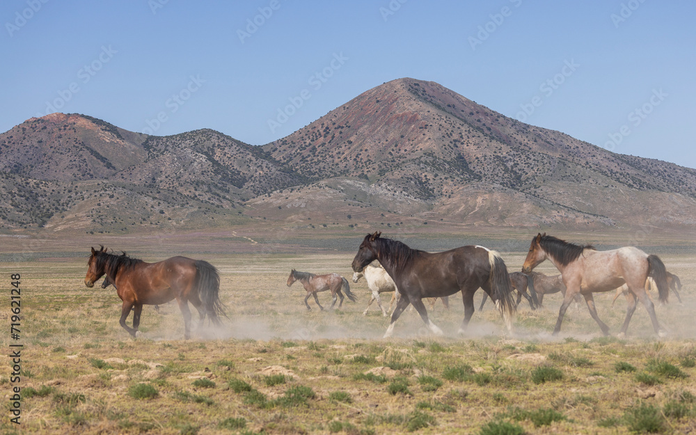 Herd of Wild Horses in the Utah Desert in Springtime