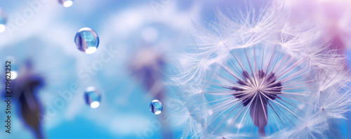 Dandelion with morning dew, copy space for text