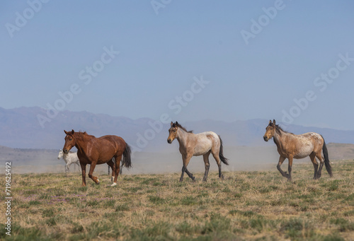 Herd of Wild Horses in the Utah Desert in Springtime © natureguy