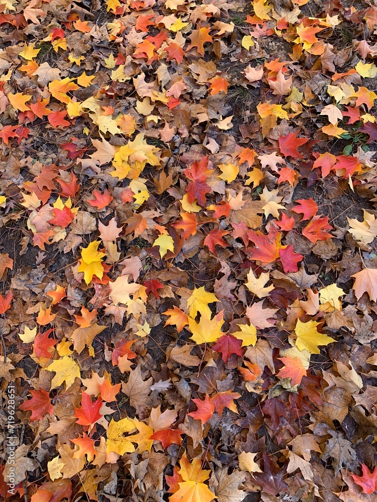 Fall leaves Fall leaves