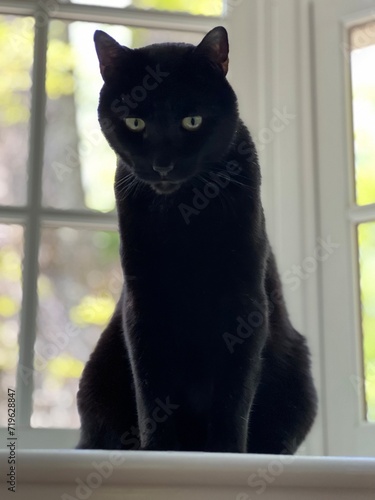 curious black cat