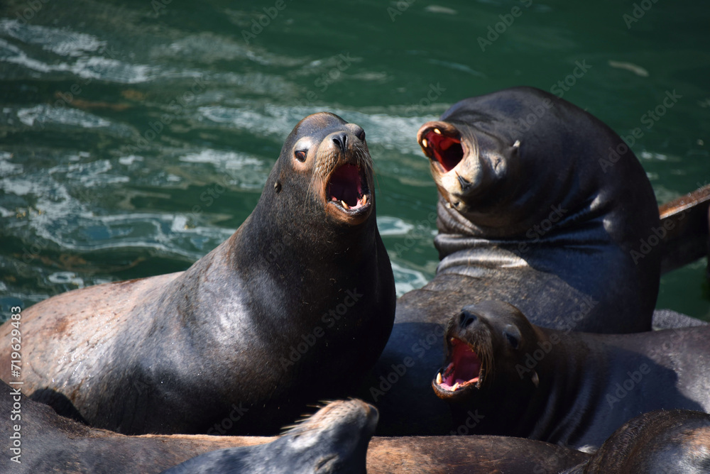 Obraz premium Dock of Bickering Sea Lions