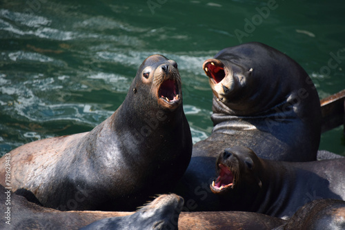 Dock of Bickering Sea Lions