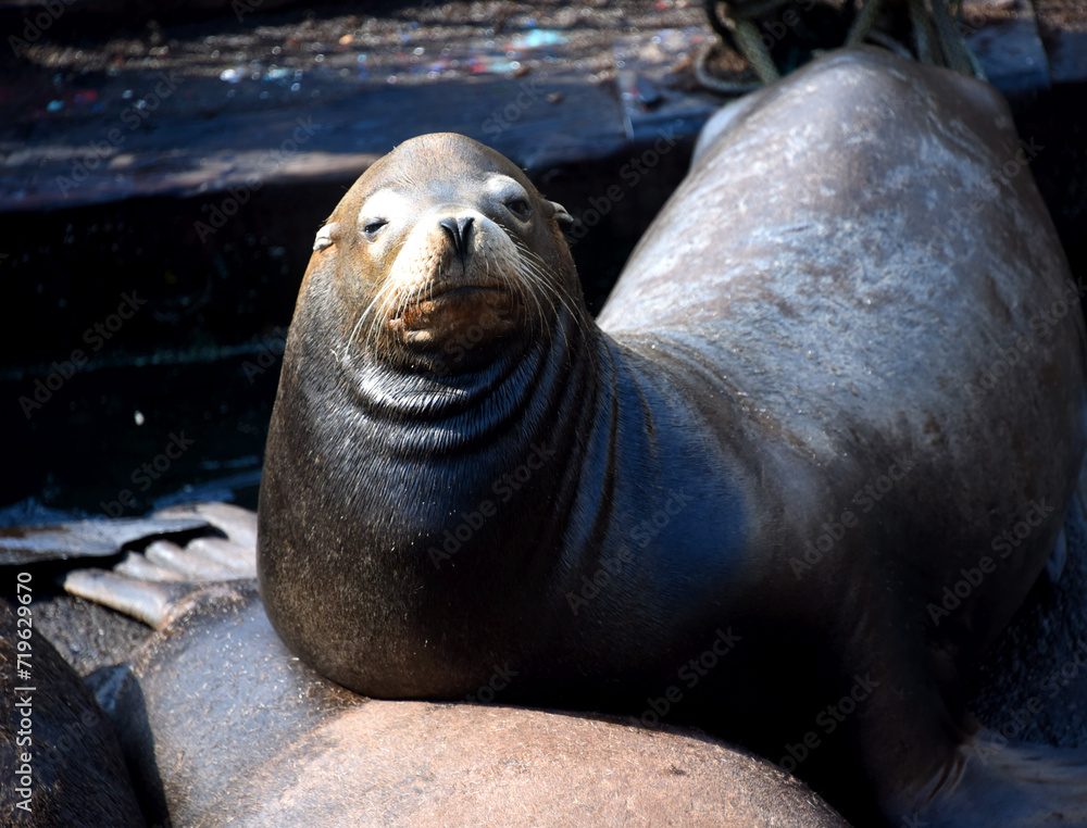 Fototapeta premium Dozing Sea Lion Newport Oregon