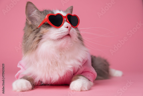 Portrait of a funny fluffy cat wearing heart sunglasses on a pink background. Cute pet for valentine s day  march eighth  wedding.