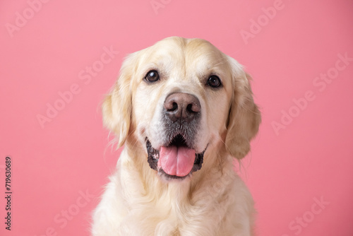 Portrait of a happy dog on a pink background with space for text. Golden retriever sitting on monotonous background