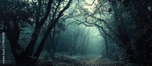 As darkness fell upon the forest, whispers circulated among the trees, carrying tales of a ghost silently haunting the depths of the enchanted woods. photo
