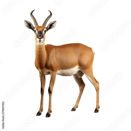 Antelope clip art