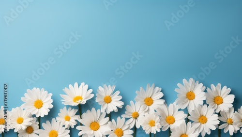 white daisies are placed up close against a blue background