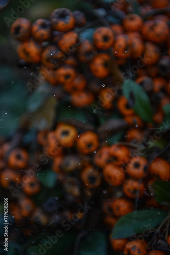 Spiderweb with water droplets over a beautiful background of leaves and orange fire-thorn berries on a sunny autumn day. 