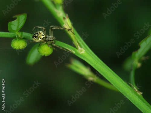 spider on leaf © Murhan