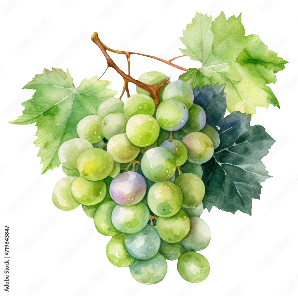 Fototapeta premium Watercolor illustration of green grapes. Fruit, summer. Transparent background, png