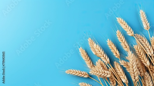 Wheat spikelets isolated on blue background. Generative AI