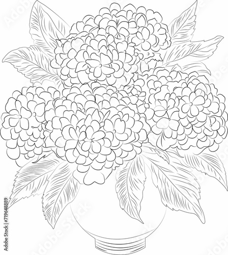 Hydrangea. Linear doodle, coloring book for children and adults. .For coloring book pages. For coloring book pages. Outline drawing. Lessons for kids. Natural history and botany. drawing lessons 