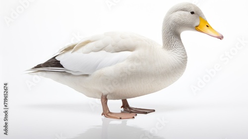 Duck on a serene white background, capturing the elegance of its webbed feet and water-loving nature, ideal for conveying the charm of this feathered companion in a peaceful setting photo