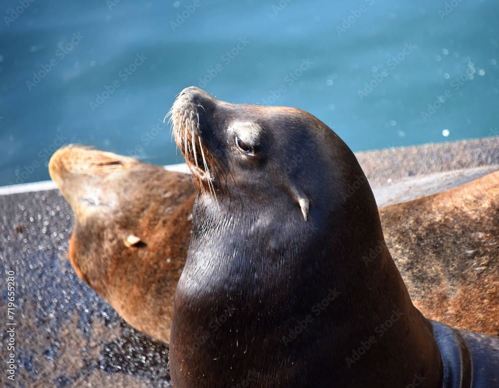 Obraz premium Sea Lions Doze on Dock in Newport