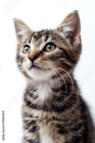 Small Kitten Sitting on White Floor © FryArt Studio