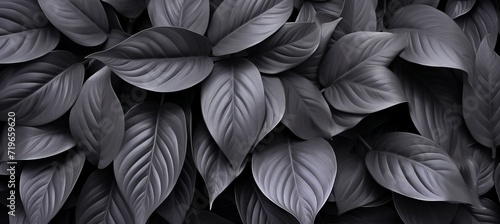 Black leaf textures for tropical leaf backgrounddark nature concept with flat lay and copy space.