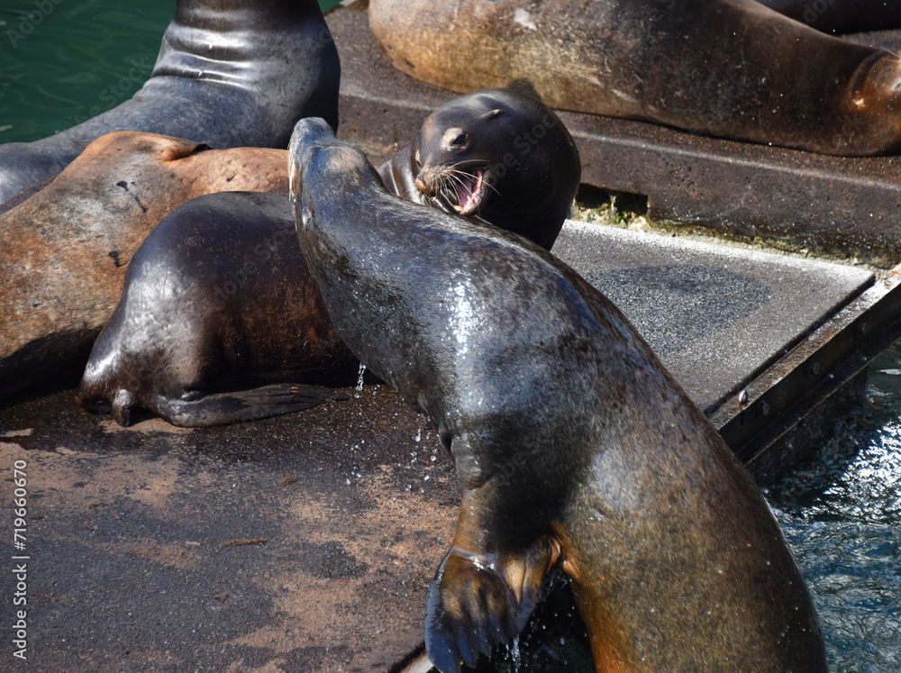 Fototapeta premium Fight Breaks Out on Sea Lion Dock