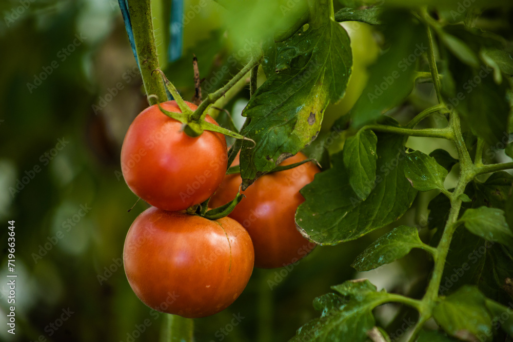 tomato harvest growing in a greenhouse