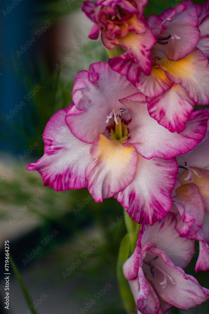 blooming Gladiolus hybridus in the garden blooming Gladiolus hybridus in the garden