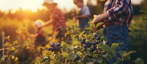 People picking blueberries on a family organic farm. Copy space image. Place for adding text photo