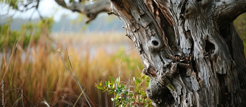 Tree trunk with old bark in a salt marsh. Copy space image. Place for adding text