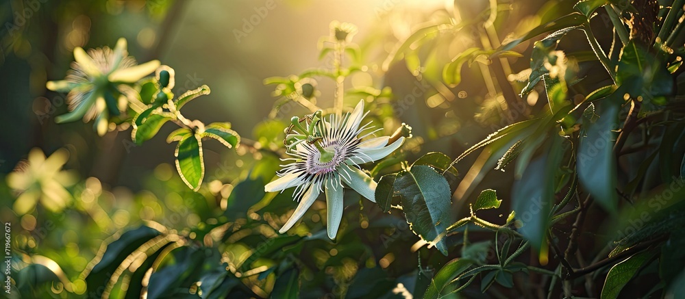 Obraz premium Passiflora is given by missionaries in Brazil to convert native inhabitants to Christianity Its name is flower of the five wounds to show the crucifixion of Christ The flower of Passiflora edul