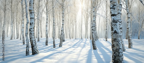 winter minimalist landscape of birch trees in a snowdrift. Copy space image. Place for adding text © Ilgun
