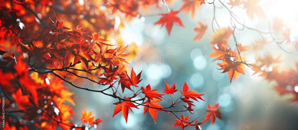 the color of autumn and the mystical magic of red leaves. Copy space image. Place for adding text the color of autumn and the mystical magic of red leaves. Copy space image. Place for adding text