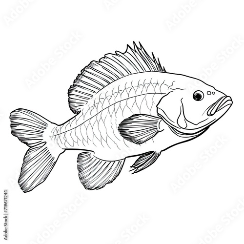 Coloring book for children depicting ablack sea bass