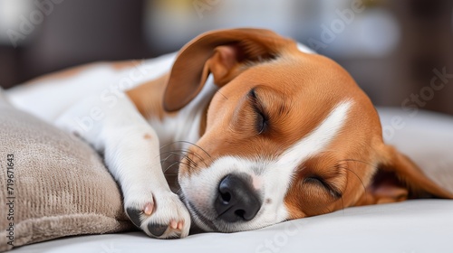 Adorable dog peacefully sleeping on a comfortable sofa with empty space on the left for text