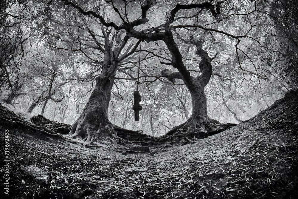 Cornish woods in black and white infrared Cornish woods in black and white infrared
