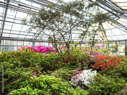 spring, landscape, flowering, blooming garden, flowers, tropics, greenhouse, without people