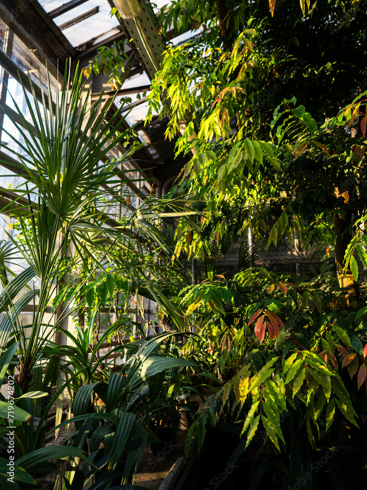 spring, landscape, flowering, blooming garden, flowers, tropics, greenhouse, without people spring, landscape, flowering, blooming garden, flowers, tropics, greenhouse, without people