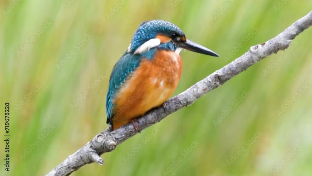 On the Trail of the Fish: Common Kingfisher on the Hunt On the Trail of the Fish: Common Kingfisher on the Hunt