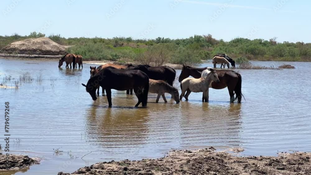 Horses are standing in a river in Kazakhstan. Horses on vast meadows, standing in the water. Horses and foals drink water. A free horse runs through the splashing water. Watering hole. 4K Horses are standing in a river in Kazakhstan. Horses on vast meadows, standing in the water. Horses and foals drink water. A free horse runs through the splashing water. Watering hole. 4K